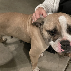 Found Dog Unknown