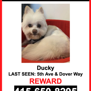 Lost Dog DUCKY