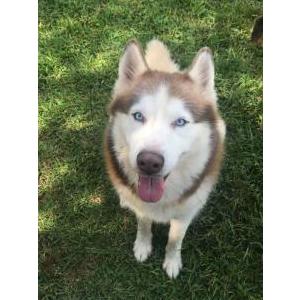 Lost Dog Red/white husky