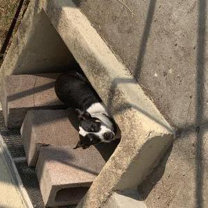 Lost Dog Jax