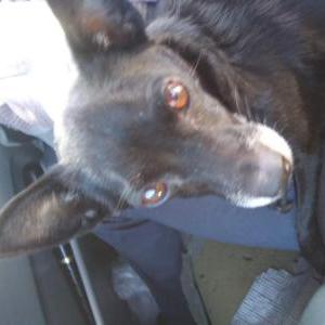 Image of Aubrey May, Lost Dog