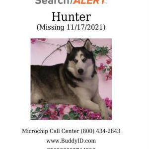 Lost Dog Hunter