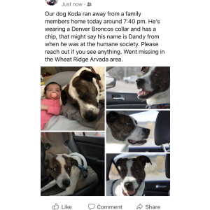 Lost Dog Koda