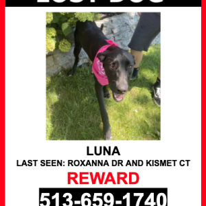 Lost Dog Luna