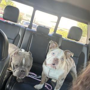 Lost Dog Gucci and Honey