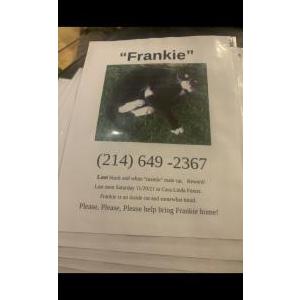Lost Cat Frankie