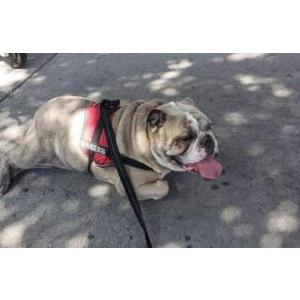 Lost Dog BULLY