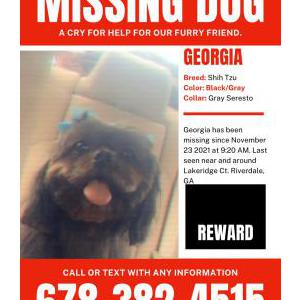 Lost Dog Georgia