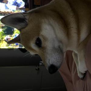 2nd Image of Belle / shiba-inu, Lost Dog