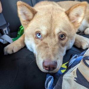 Lost Dog Juno/Inari