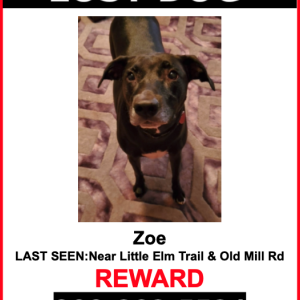 Lost Dog Zoe