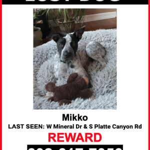 Lost Dog Mikko