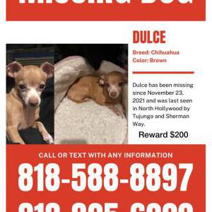 Lost Dog Dulce