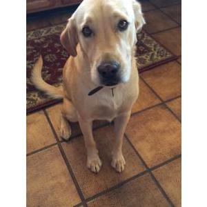 Lost Dog Raja