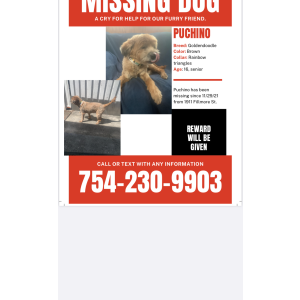 Lost Dog Puchino