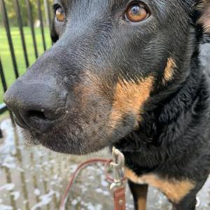 2nd Image of Floyd, Lost Dog