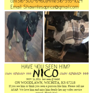 Lost Dog Nico