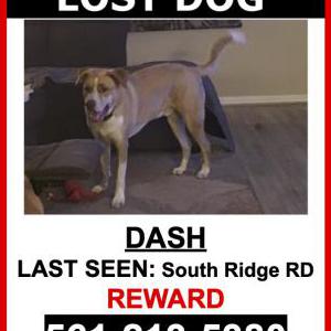 Lost Dog DASH