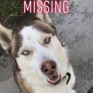 Lost Dog Hercules