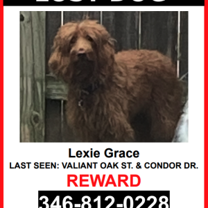 Lost Dog Lexie Grace