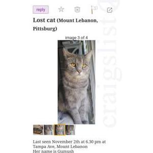 Lost Cat Gumush