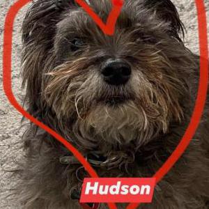 Lost Dog Hudson