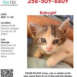 Image of Babygirl, Lost Cat