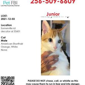 Image of Junior, Lost Cat