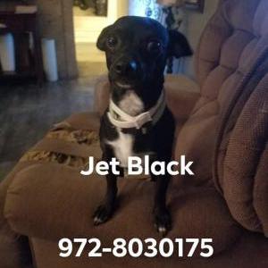 Lost Dog Jet black