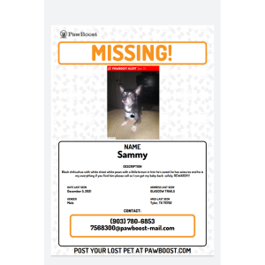 Lost Dog Sammy