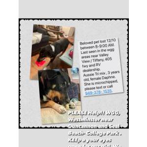 Lost Dog Daphne
