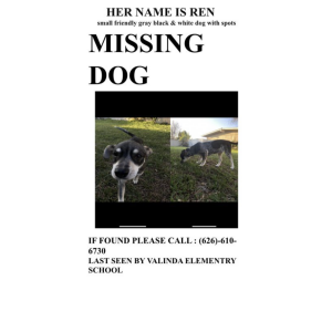 Lost Dog Ren