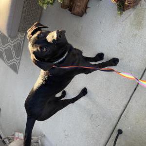 Found Dog Black Lab, coller