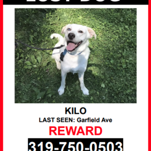 Lost Dog Kilo