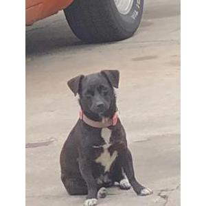 Lost Dog Daisy