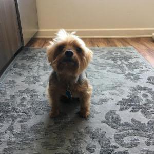 Lost Dog Milo