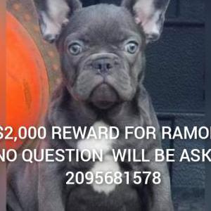 Lost Dog RAMONA