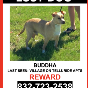 Lost Dog Buddha