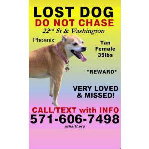 Lost Dog Bella