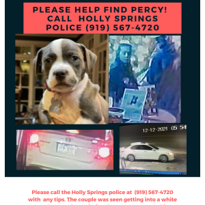 Lost Dog Percy