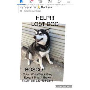 Lost Dog Boscoe