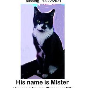 Lost Cat Mister