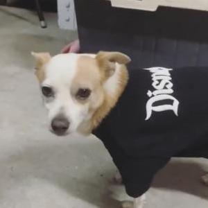 Lost Dog Tito