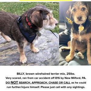 Lost Dog Billy
