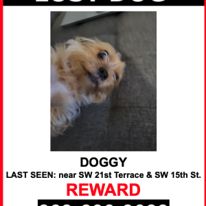 Lost Dog Doggy