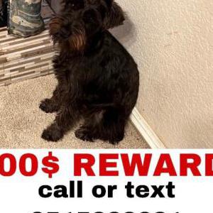 Lost Dog Zoey