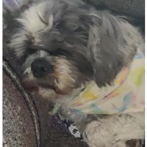 Image of Chewy, Lost Dog