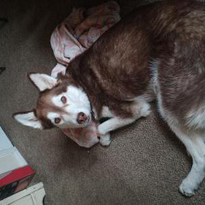 Image of Remedy, Lost Dog