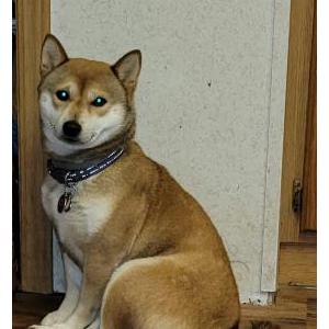Image of Szuki, Lost Dog