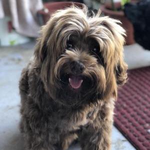 Lost Dog Ollie Chewbacca